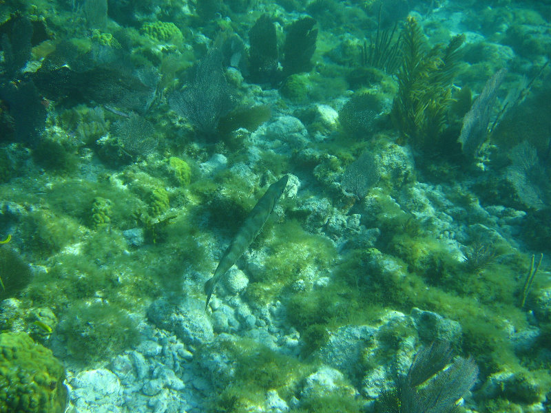 John-Pennekamp-Coral-Reef-Park-Snorkeling-Tour-176