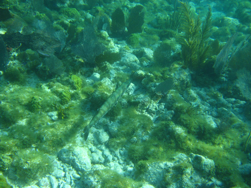 John-Pennekamp-Coral-Reef-Park-Snorkeling-Tour-177