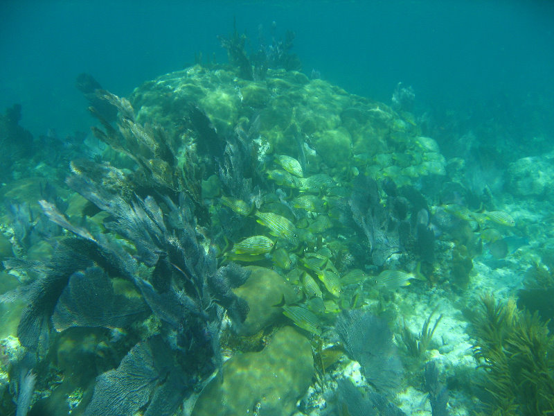 John-Pennekamp-Coral-Reef-Park-Snorkeling-Tour-183