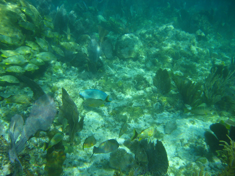 John-Pennekamp-Coral-Reef-Park-Snorkeling-Tour-185