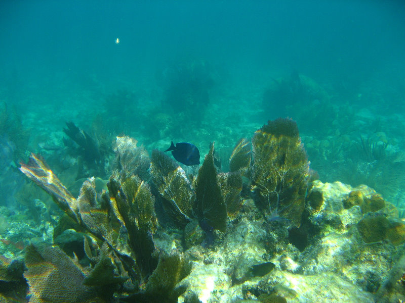 John-Pennekamp-Coral-Reef-Park-Snorkeling-Tour-208
