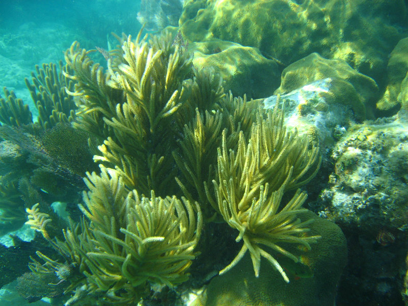 John-Pennekamp-Coral-Reef-Park-Snorkeling-Tour-217