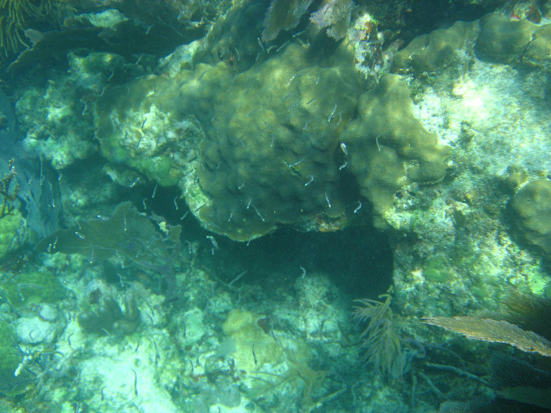 John-Pennekamp-Coral-Reef-Park-Snorkeling-Tour-254