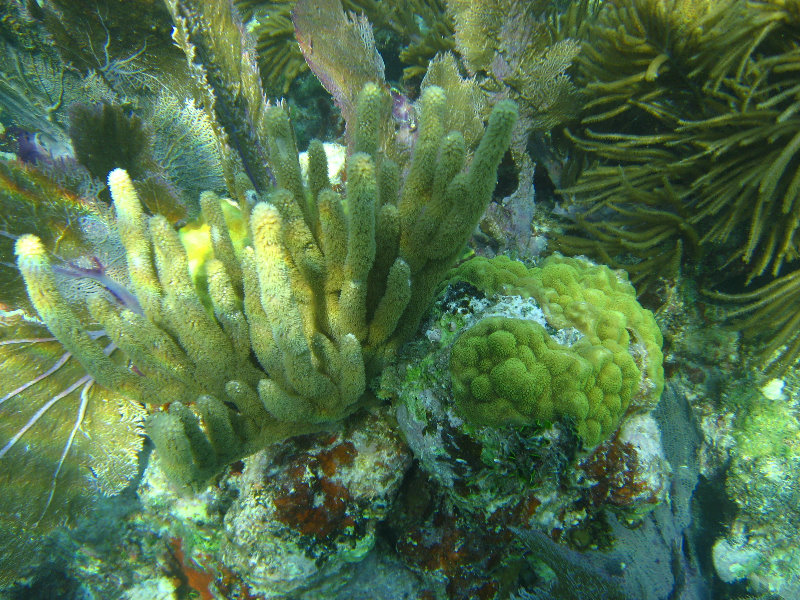 John-Pennekamp-Coral-Reef-Park-Snorkeling-Tour-259