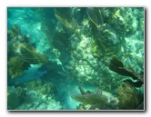 John-Pennekamp-Coral-Reef-Park-Snorkeling-Tour-121