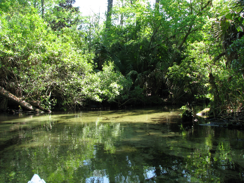 Juniper-Springs-Canoe-Run-Ocala-National-Forest-FL-027