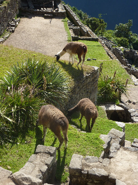 Machu-Picchu-Inca-Trail-Peru-South-America-050