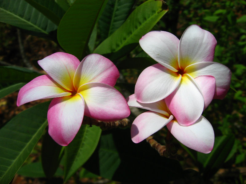 Laberinto-Tropical-Botanical-Garden-Orchids