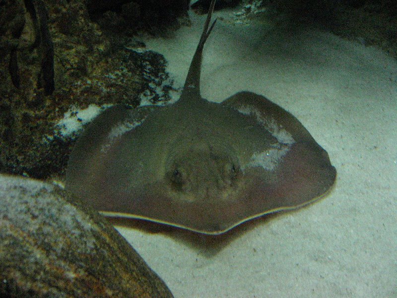Mote-Marine-Aquarium-Sarasota-FL-009