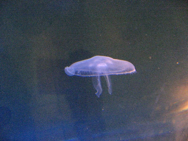 Mote-Marine-Aquarium-Sarasota-FL-032