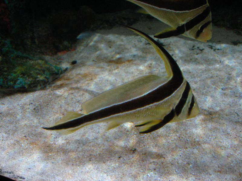 Mote-Marine-Aquarium-Sarasota-FL-037