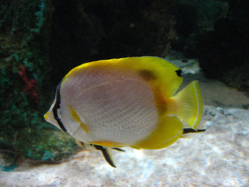 Mote-Marine-Aquarium-Sarasota-FL-038