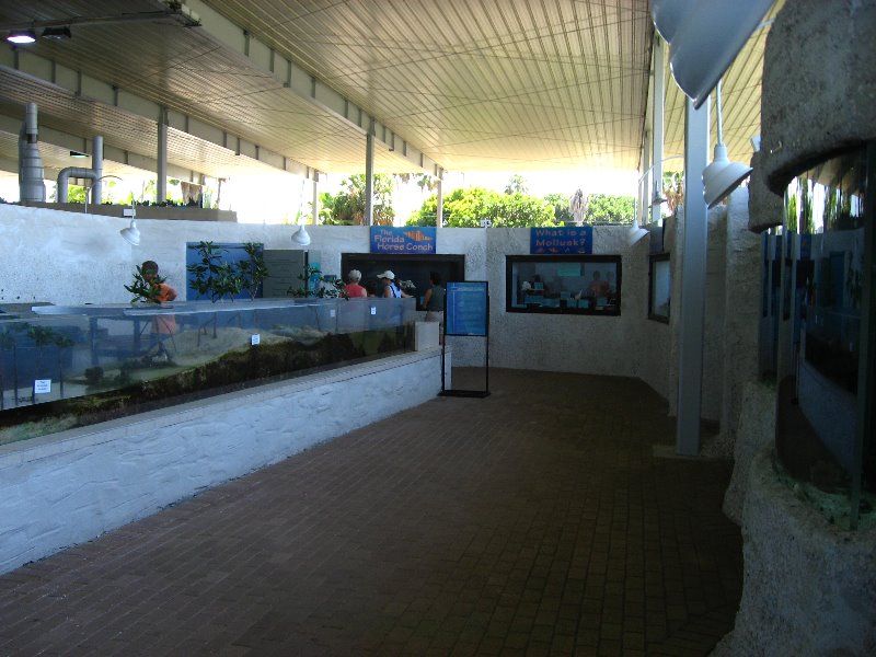 Mote-Marine-Aquarium-Sarasota-FL-040