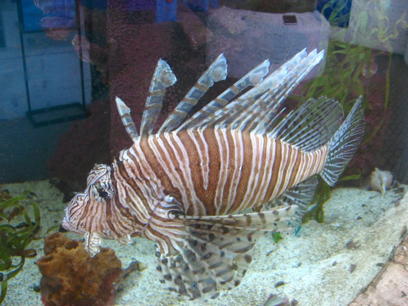 Mote-Marine-Aquarium-Sarasota-FL-043