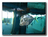 Mote-Marine-Aquarium-Sarasota-FL-057