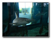 Mote-Marine-Aquarium-Sarasota-FL-058