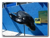 Mote-Marine-Aquarium-Sarasota-FL-089
