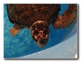 Mote-Marine-Aquarium-Sarasota-FL-093