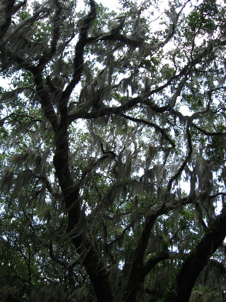 Palm-Point-Nature-Park-Newnans-Lake-Gainesville-FL-009