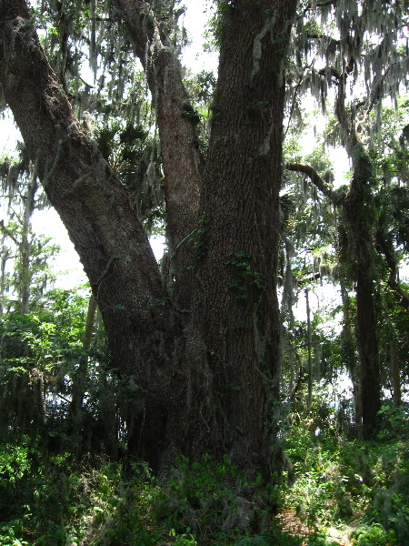 Palm-Point-Nature-Park-Newnans-Lake-Gainesville-FL-017