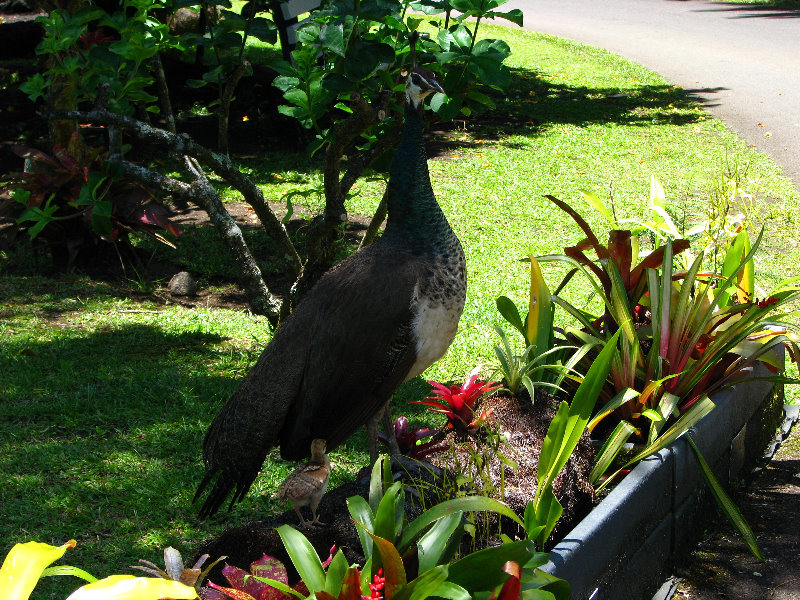 Panaewa-Rainforest-Zoo-and-Gardens-Hilo-Big-Island-Hawaii-002