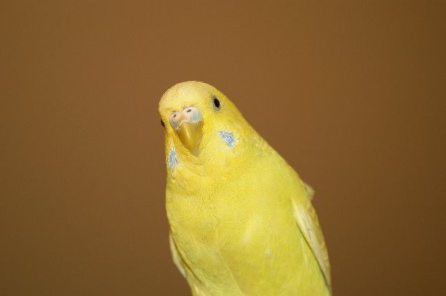 Parakeet-Pet-Birds-09