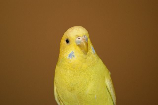 Parakeet-Pet-Birds-10