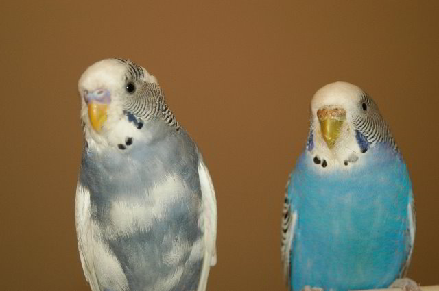 Parakeet-Pet-Birds-12