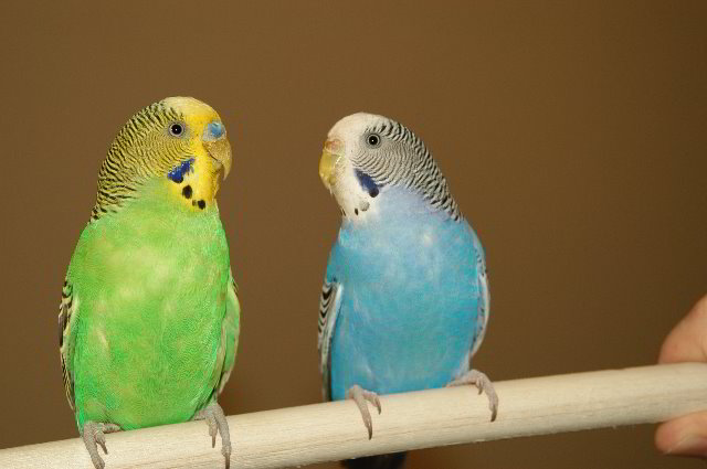 Parakeet-Pet-Birds-14