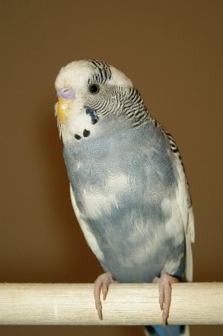 Parakeet-Pet-Birds-17