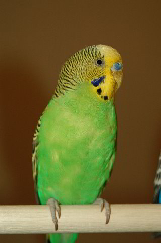 Parakeet-Pet-Birds-18