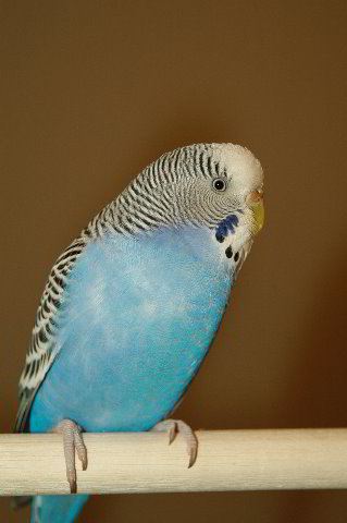 Parakeet-Pet-Birds-19