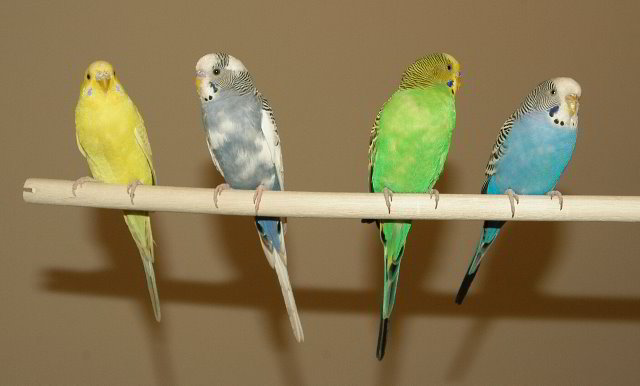Parakeet-Pet-Birds-21