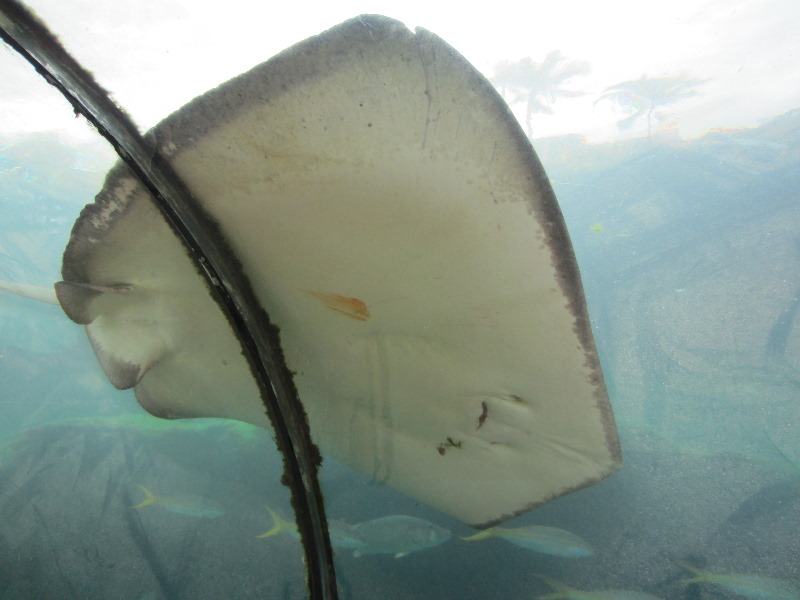 Predator-Lagoon-Underwater-Tunnel-Sharks-Atlantis-Bahamas-015