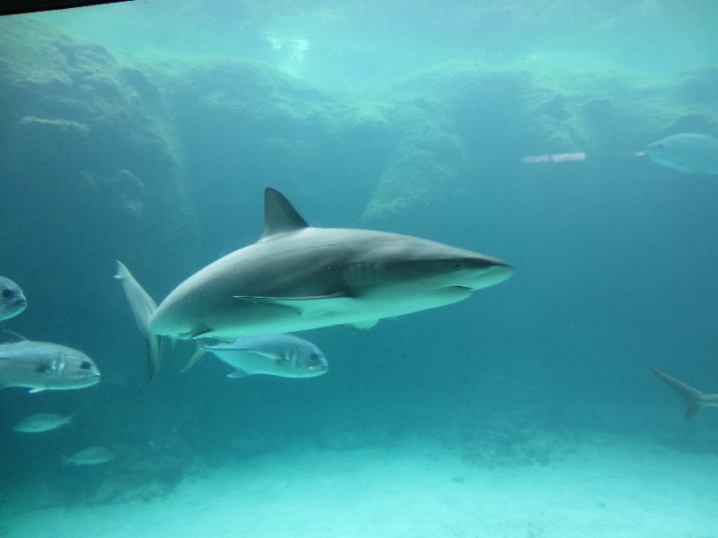 Predator-Lagoon-Underwater-Tunnel-Sharks-Atlantis-Bahamas-031