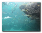 Predator-Lagoon-Underwater-Tunnel-Sharks-Atlantis-Bahamas-005