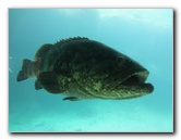 Predator-Lagoon-Underwater-Tunnel-Sharks-Atlantis-Bahamas-047
