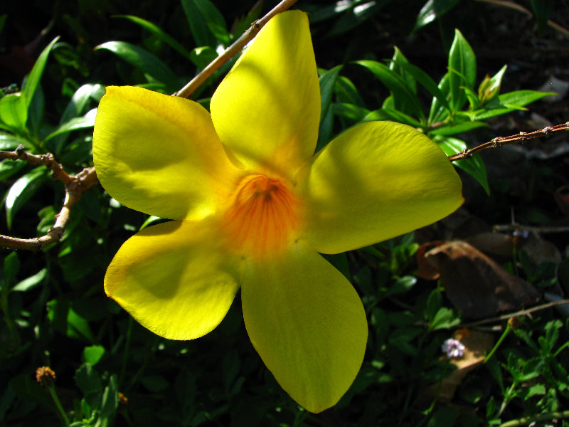 Pua-Mau-Place-Botanical-Garden-Kawaihae-Big-Island-Hawaii-024