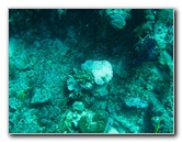 Rainbow-Reef-Scuba-Diving-Taveuni-Fiji-042