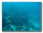 Rainbow-Reef-Scuba-Diving-Taveuni-Fiji-044