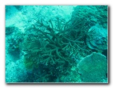 Rainbow-Reef-Scuba-Diving-Taveuni-Fiji-049