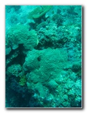 Rainbow-Reef-Scuba-Diving-Taveuni-Fiji-052
