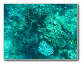 Rainbow-Reef-Scuba-Diving-Taveuni-Fiji-055