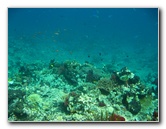 Rainbow-Reef-Scuba-Diving-Taveuni-Fiji-087