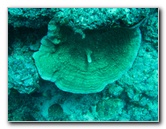 Rainbow-Reef-Scuba-Diving-Taveuni-Fiji-107