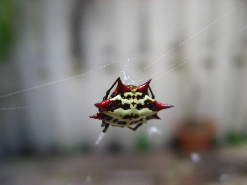 Spiny-Backed-Orb-Weaver-Spider-Boca-Raton-FL-005