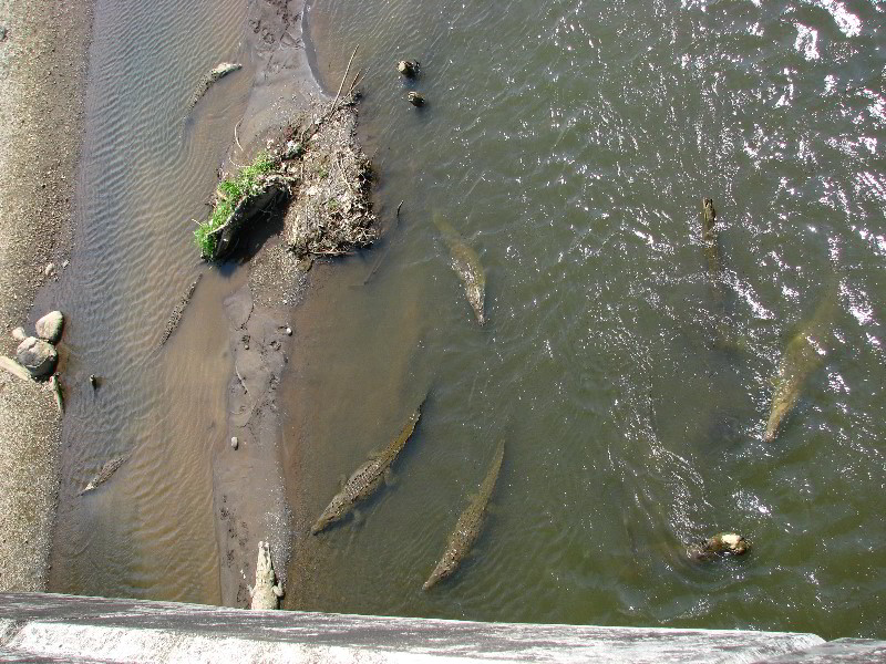 Tarcoles-River-Crocodile-Feeding-Costa-Rica-006