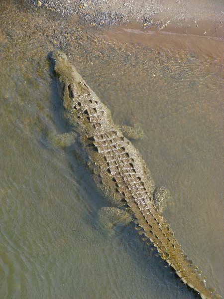 Tarcoles-River-Crocodile-Feeding-Costa-Rica-007