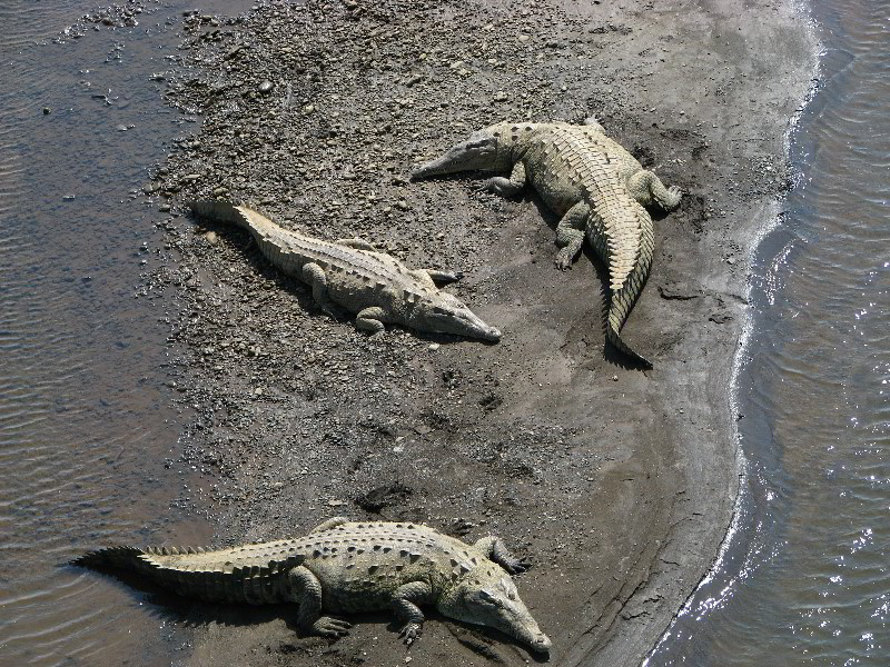 Tarcoles-River-Crocodile-Feeding-Costa-Rica-010