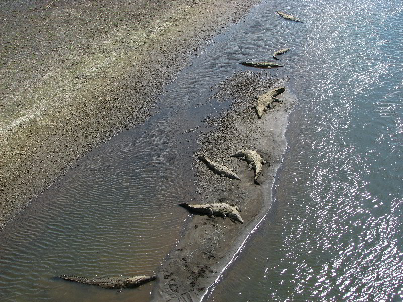 Tarcoles-River-Crocodile-Feeding-Costa-Rica-011